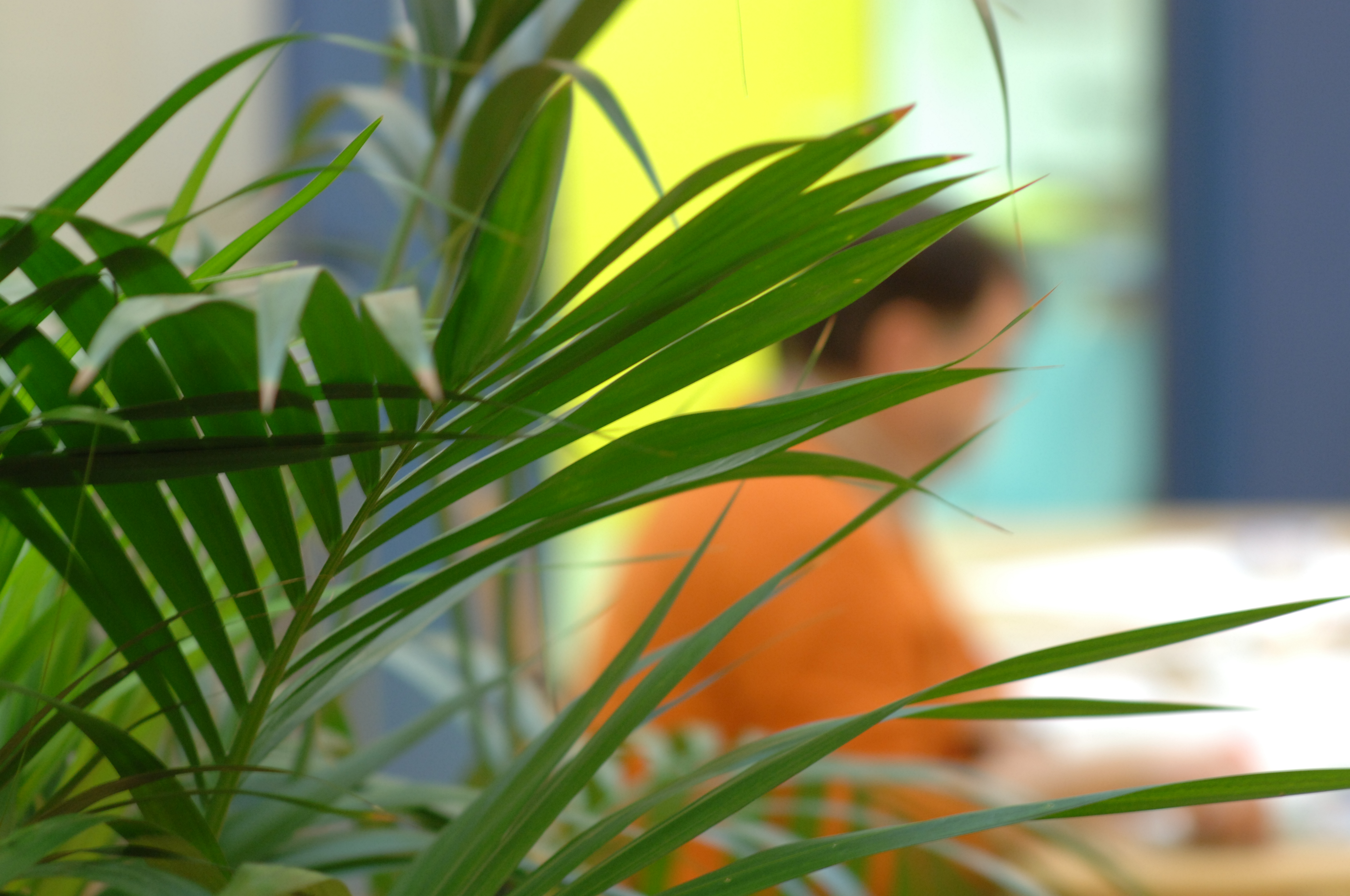 Pflanze im Vordergrund dahinter ein Mensch